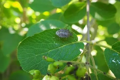 Die Marmorierte Baumwanze (Halyomorpha halys)