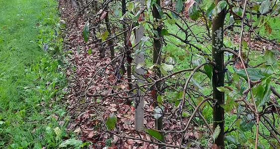 La GLS è caratterizzata da una precoce, quasi completa defogliazione degli alberi entro poche settimane dalla comparsa delle prime macchie fogliari.