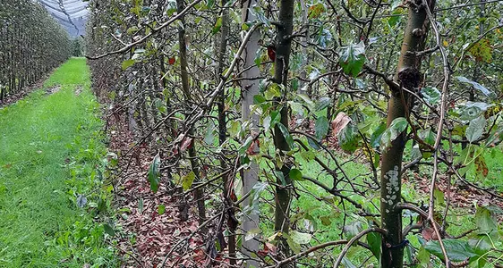 Eine frühzeitige, nahezu vollständige Entblätterung der Apfelbäume innerhalb weniger Wochen nach dem Auftreten der ersten Blattflecken ist typisch für GLS.