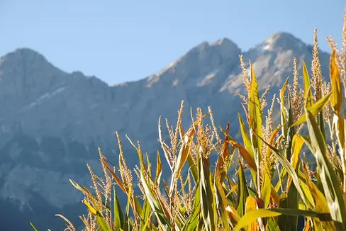 Abb. 1: Silomais ist ein beliebtes Futtermittel und wird auch in Südtirol angebaut. © Versuchszentrum Laimburg