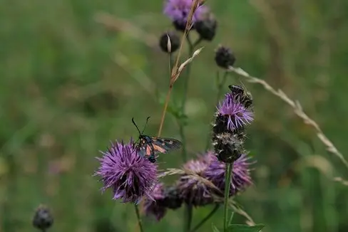 Skabiosen-Flockenblume (Centaurea scabiosa) mit Honigbiene und Hornklee-Widderchen: © Laimburg Research Centre/elena wilhelm