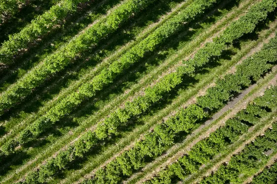 Abb. 4: Im Obst- und Weinbau hat die Fernerkennung von Phytoplasmosen großes Potential: © Laimburg Research Centre/andreas tauber