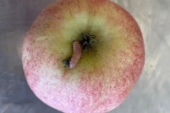 Abb. 3: Raupe des Apfelwicklers: © Laimburg Research Centre