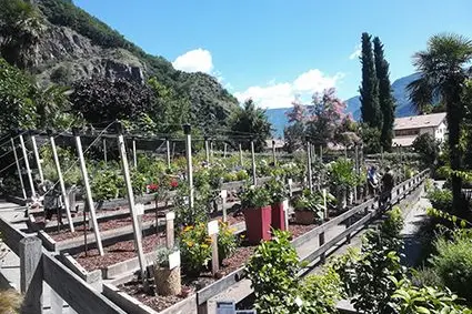 Le sperimentazioni del “balcone da degustare”, con oltre 50 combinazioni di piante commestibili: ©Centro di Sperimentazione Laimburg