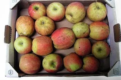 Fumaggine su Braeburn: ©Centro di Sperimentazione Laimburg