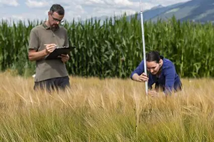 Fig. 2: Studi agronomici sui cereali, settore Agricoltura Montana del Centro di Sperimentazione Laimburg: © Laimburg Research Centre/ivo corrà