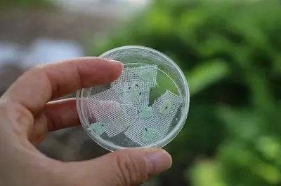 Uova di cimice asiatica parassitate dalla vespa samurai