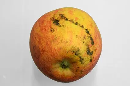 Schwerpunktthema der diesjährigen Ausgabe der Lagerungstagung waren epiphytische Pilze wie Rußtau, die relevante Lagerausfälle verursachen können: ©Versuchszentrum Laimburg