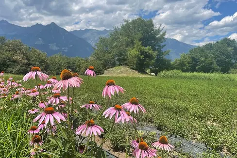 Abb. 1: Der Kräuteranbau stellt für die Berglandwirtschaft eine interessante Nische dar. Im Bild: Echinacea © Versuchszentrum Laimburg