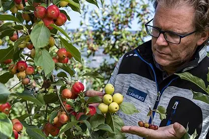Dal 1997 il Centro di Sperimentazione Laimburg porta avanti il proprio programma di miglioramento genetico del melo. ©Centro di Sperimentazione Laimburg