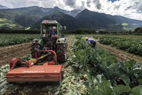 Abb. 1: In Eyrs im Vinschgau befindet sich ein Außensitz des Versuchszentrums Laimburg. Hier widmen sich die Forschenden dem Freilandgemüsebau: © Laimburg Research Centre/ivo corrà