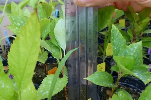 Sperimentazione sulla stanchezza del terreno: misurazione dei germogli in serra