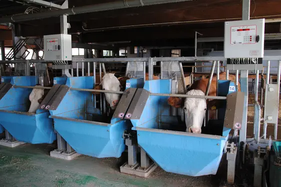 Fig. 3: La stalla sperimentale dell'azienda agricola “Mair am Hof” a Teodone, dove è in corso il progetto sul confronto tra sistemi di allevamento di bovine da latte: © Laimburg Research Centre