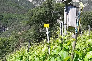Wetterstation am Versuchsstandort Tramin oben. ©Versuchszentrum Laimburg