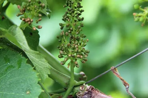 Wuchsstörungen im Weinbau 2015: Gescheine mit ausgebliebener Ausbildung der Beeren ©VZL