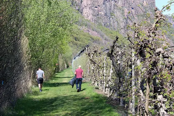 Abb. 3: Auf der Suche nach Müll im Übergangsbereich Hecke-Apfelanlage.: © Versuchszentrum Laimburg
