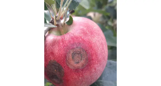 Nell'autunno del 2023 è stato osservato per la prima volta nei meleti altoatesini il marciume amaro (apple bitter rot; ABR), anch'esso causato da specie di Colletotrichum.