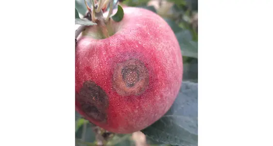 Im Herbst 2023 war in den Südtiroler Apfelanlagen erstmals auch das Schadbild der Bitterfäule (ABR), ebenfalls hervorgerufen durch Colletotrichum-Pilzarten, zu beobachten.