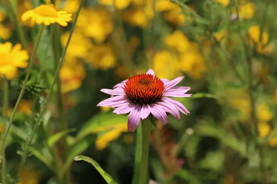 Fig. 2: Foto esemplificative delle categorie creative: contrasti cromatici, biodiversità locale e simmetria: © Laimburg Research Centre/agnese martinelli