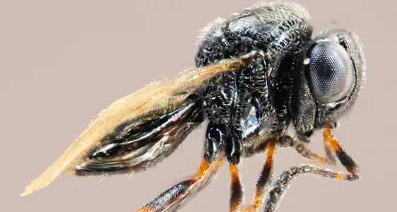 Trissolcus japonicus