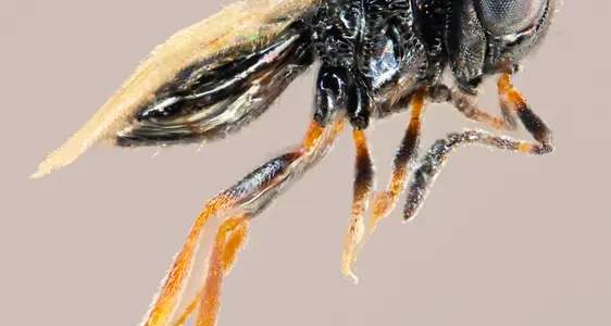 Trissolcus japonicus