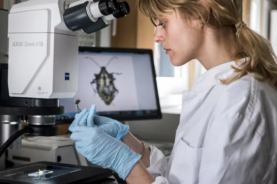 Fig. 3: Piattaforma digitale per la raccolta e la gestione di dati biologici sugli insetti - registrazione automatica spazio-temporale.: © Laimburg Research Centre/ivo corrà