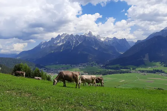 Fig. 3: Prati e pascoli costituiscono la base alimentare per la zootecnia alpina e sono un elemento cardine del paesaggio locale.
©F. Mairhofer, BRING