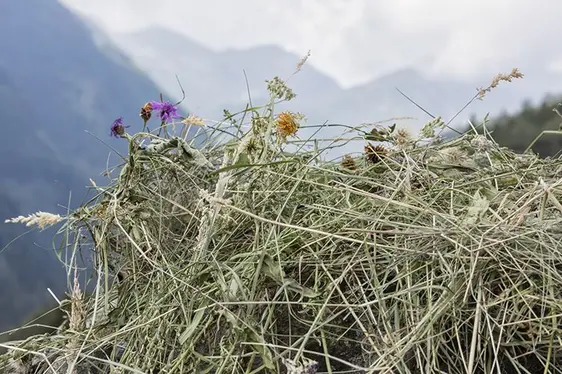 Il latte fieno deriva da mucche alimentate esclusivamente con cereali, leguminose, erba fresca o fieno e con un uso limitato di mangimi concentrati.: © IDM Südtirol / Frieder Blickle