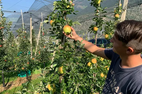 Schüler bei der Apfelernte Schüler bei der Apfelernte