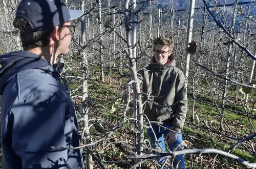 Baumschnitt Baumschnitt