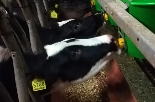 Kälbertränke Kälbertränke