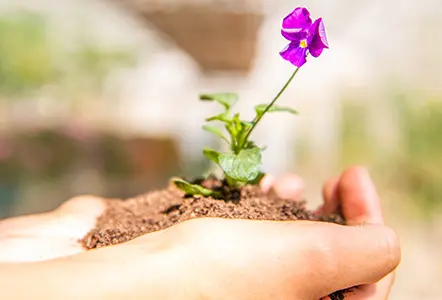 Zwei Hände halten eine violette Blume. Zwei Hände halten eine violette Blume.
