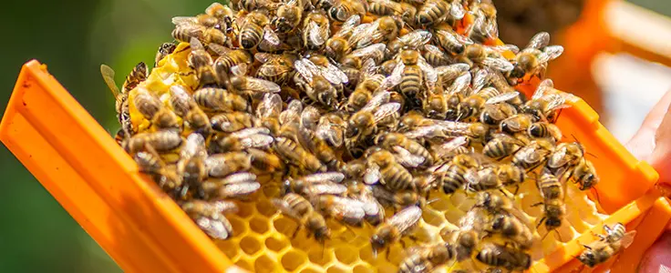 Bienen auf einer Wabe Bienen auf einer Wabe