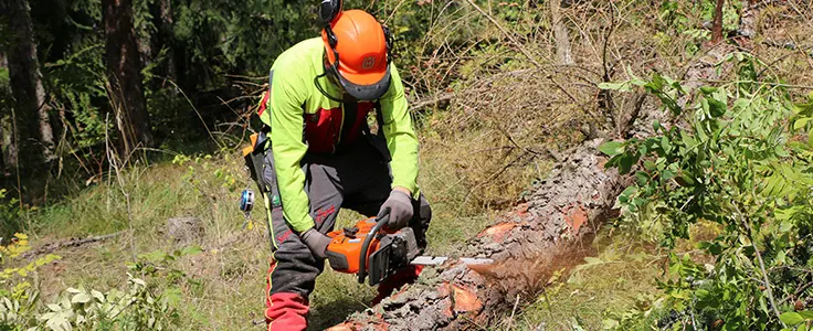 Schüler beim Arbeiten im Wald Schüler beim Arbeiten im Wald