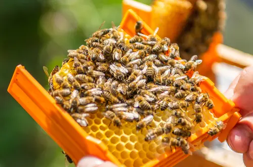 Imkerei und Bienenkunde Imkerei und Bienenkunde