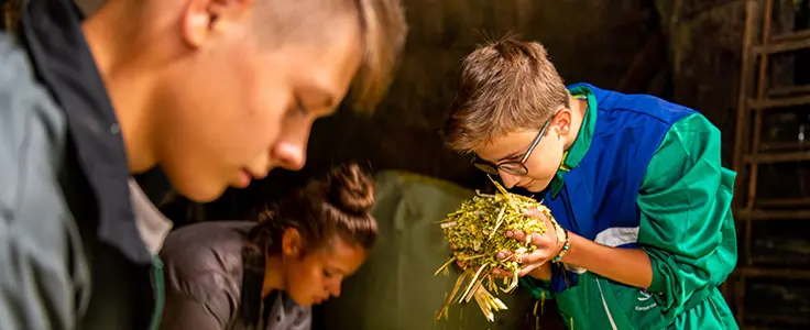 Schüler bestimmen Heu Schüler bestimmen Heu
