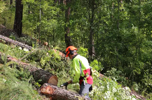 Waldarbeiterkurs Waldarbeiterkurs