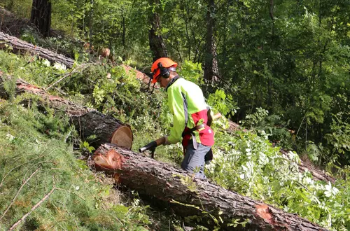 Waldarbeiterkurs Waldarbeiterkurs