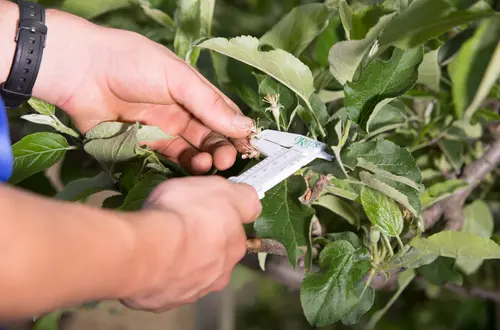 Baummesslehre Baummesslehre
