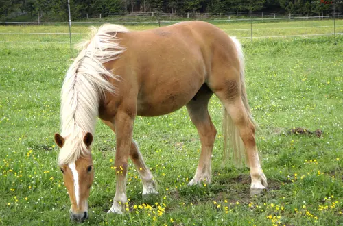 Pferd auf der Weide Pferd auf der Weide