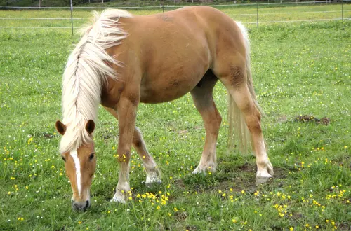 Pferd auf der Weide Pferd auf der Weide