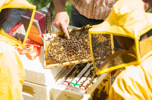 Imkerei und Bienenkunde Imkerei und Bienenkunde
