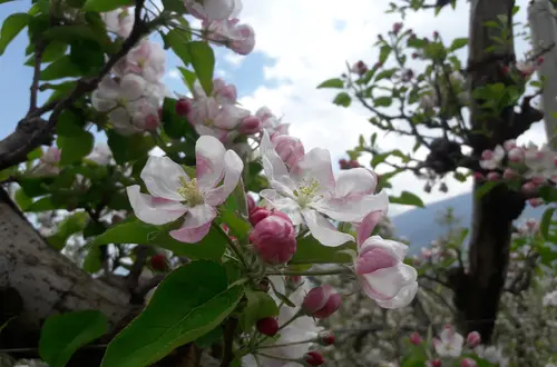 Apfelbaum voll in der Blüte Apfelbaum voll in der Blüte