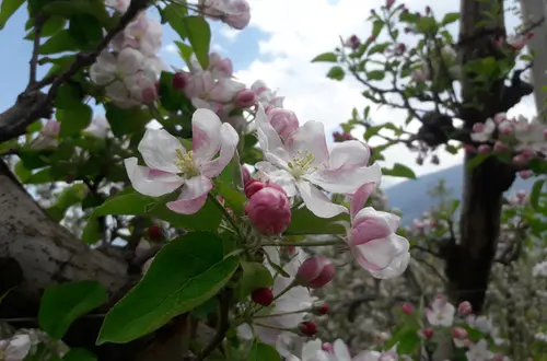 Apfelbaum voll in der Blüte Apfelbaum voll in der Blüte