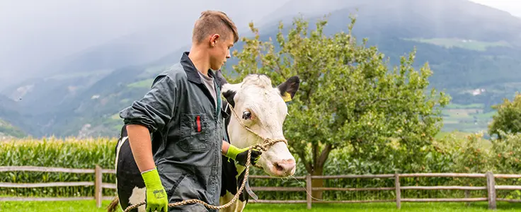 Junge mit Kuh auf der Weide. Dahinter ein wundervolles Bergpanorama Junge mit Kuh auf der Weide. Dahinter ein wundervolles Bergpanorama