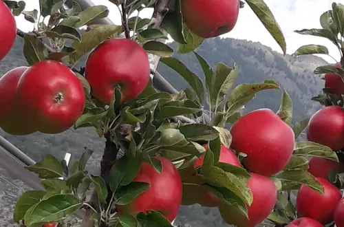 Apfel kurz vor der Ernte Apfel kurz vor der Ernte