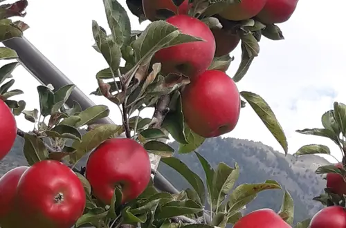 Apfel kurz vor der Ernte Apfel kurz vor der Ernte