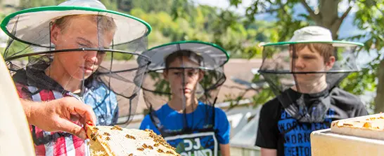 Bienen Schüler bei der Arbeit Bienen Schüler bei der Arbeit