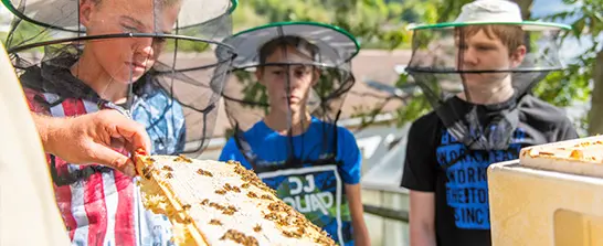 Bienen Schüler bei der Arbeit Bienen Schüler bei der Arbeit
