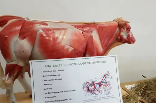 Modell einer Kuh Modell einer Kuh